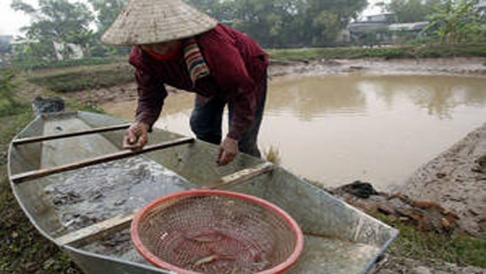 La FAO espera que los criadores de camarones en Guatemala apliquen mejores prácticas para evitar enfermedades marinas. (Foto: FAO)