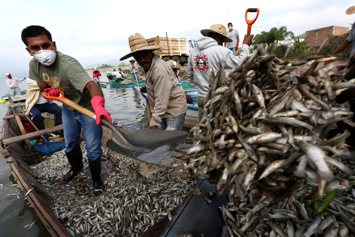Unas 53 toneladas de peces muertos se han extraído de la laguna de Cajititlán. (Foto: EFE)