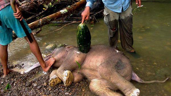 Los elefante se han encontrado en la isla indonesia de Sumatra. (Foto: AFP)