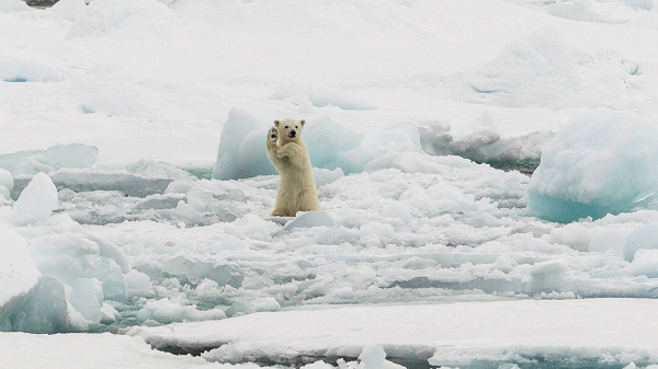 “Give me five!”. Un oso polar “saluda” al fotógrafo en Svalbard, Ártico, Svalbard, por Colin Mackenzie 