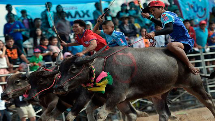 La carrera de búfalos es tradición en el este de Tailandia (Foto:AP)