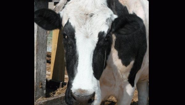 La bovina ha sido centro de atracción turística para la granja donde se encuentra en Ontario, Canadá (noticiascaracol)