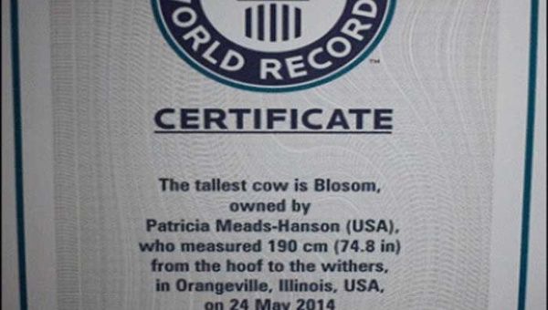 El certificado otorgado por el Récord Guinness después de certificar el tamaño de Blosom (noticiascaracol)