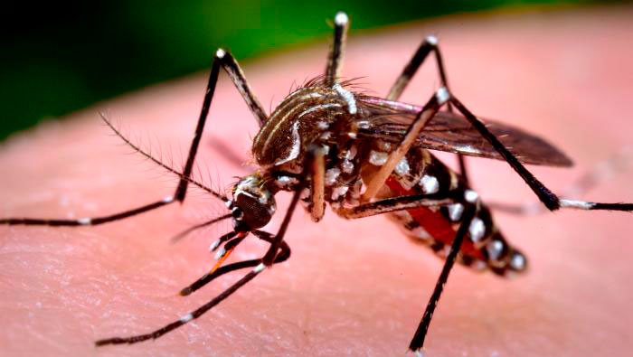 El chikungunya es transmitido por el mismo mosquito que transmite el dengue. (Foto: Archivo)