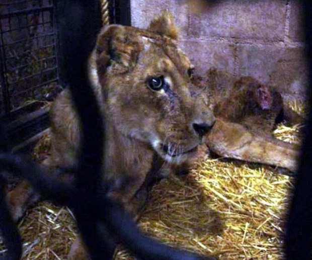 La leona estaba escondida en un cajón de madera dentro de un taller mecánico. (Foto: teletica.com)