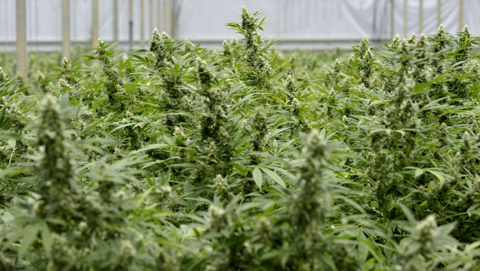 Plantas de cannabis. (Foto: EFE)