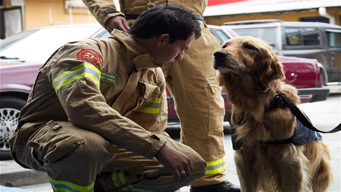 Fallece Jacobo, el perro héroe de los bomberos de Colombia