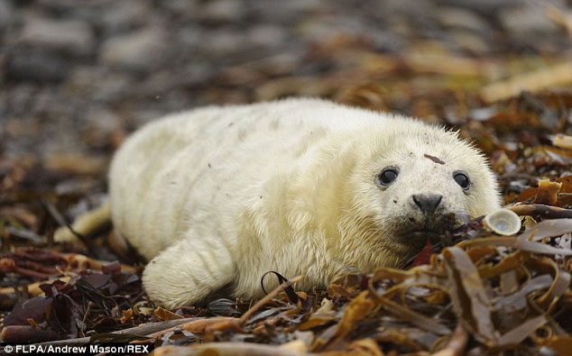 Crías de focas británicas mueren de hambre debido a que sus madres son asesinadas.