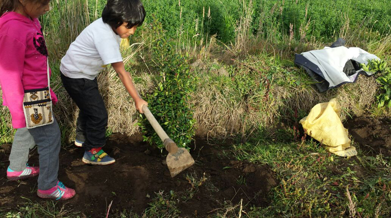 Los niños fueron parte importante de la cita ecológica. Ecuador superó la marca impuesta por Turquía, que alcanzó la cifra de diez mil 624 personas sembrando simultáneamente.