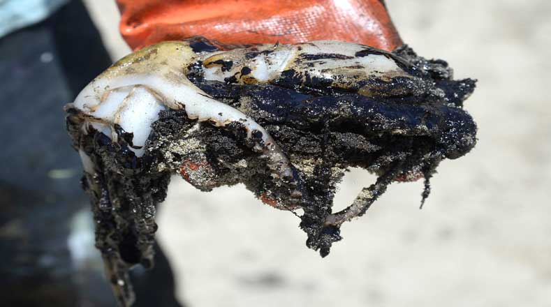 Un pulpo fue encontrado muerto en la costa de Santa Bárbara