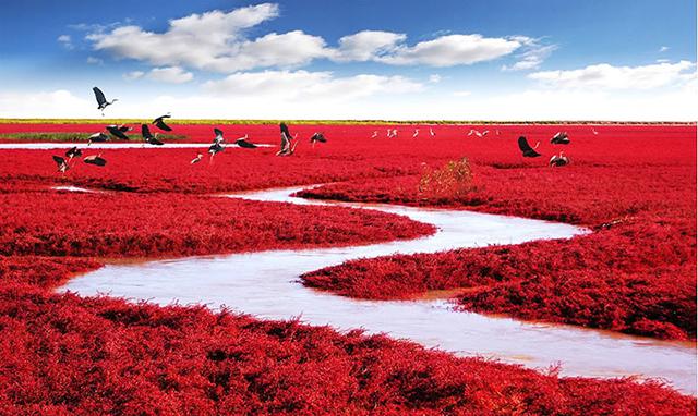 La playa roja de Panjin, en China, no tiene nada de especial la mayor parte del año, pero con la llegada del otoño se produce el fenómeno asombroso que la transforma en una gran alfombra roja.