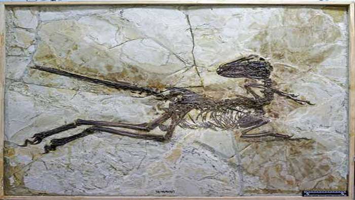 El esqueleto del espécimen se conservó en buenas condiciones