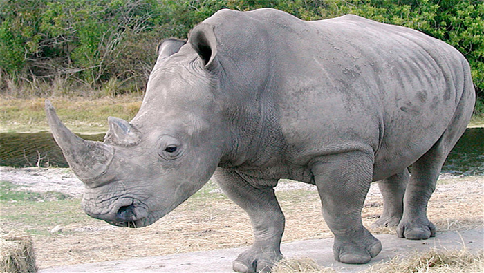 La muerte de Nabire simboliza una disminución catastrófica del número de rinocerontes blancos en el mundo.