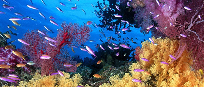 Los arrecifes de corales están amenazados por la polución y los cambios de temperatura del mar.