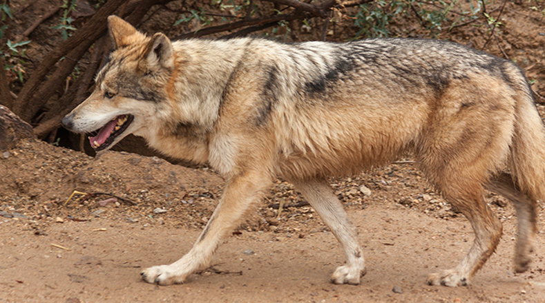 Lobo gris mexicano: la situación de esta especie es más que crítica. Hace 40 años fue declarado especie en peligro de extinción. Pese a los esfuerzos por su conservación, ya ha desaparecido por completo en su hábitat natural.
