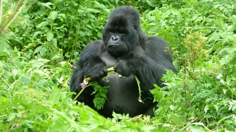 Gorila de montaña: El gorila de llanura, parece a salvo, pero su compañero, el de montaña, podría desaparecer totalmente en 2025.