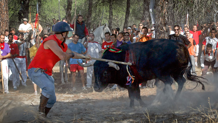 La festividad del Toro de la Vega en España ha sido regularmente denunciada por los defensores de los animales. (Foto: pacma.es)