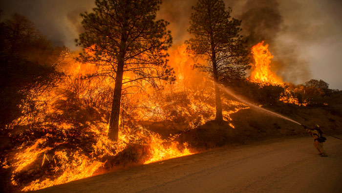 El Departamento de Bosques e Incendios, declaró que es muy pronto para ofrecer detalles de las pérdidas y daños materiales, pero aseguraron que los mismos serán cuantiosos.