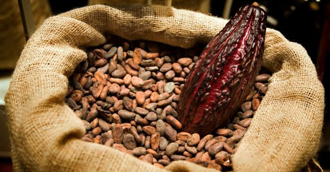 El cacao venezolano es reconocido  a nivel mundial por sus bondades y sabor.
