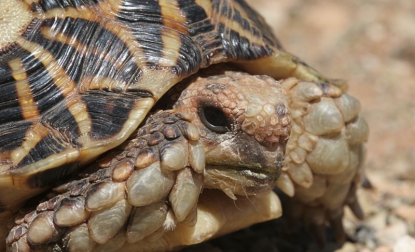 La tortuga radiada (o estrellada) y la tortuga angonoka se encuentran en peligro de extinción en Madagascar.