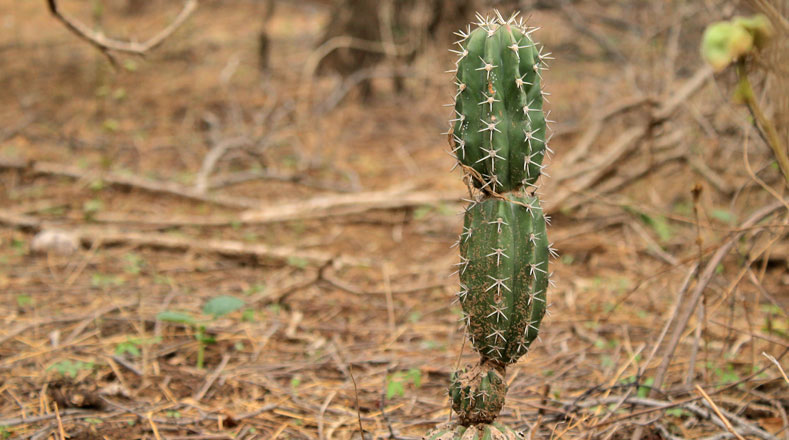 En La Guajira predominan las plantas desérticas.