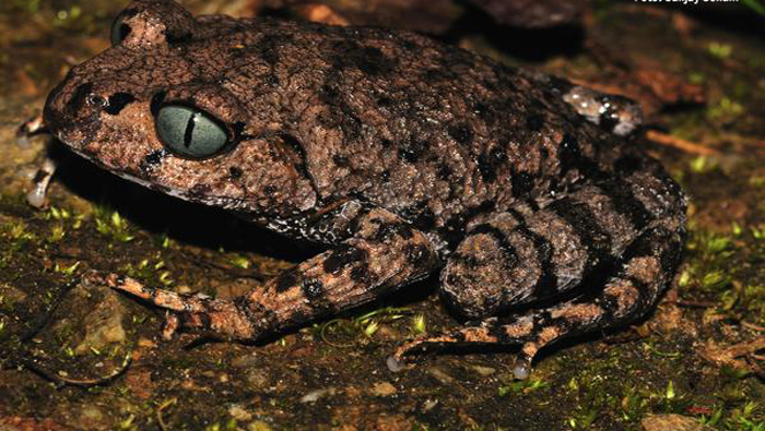 La Rana de ojos de reptil ha causado polémica por el color de ellos y textura de su piel