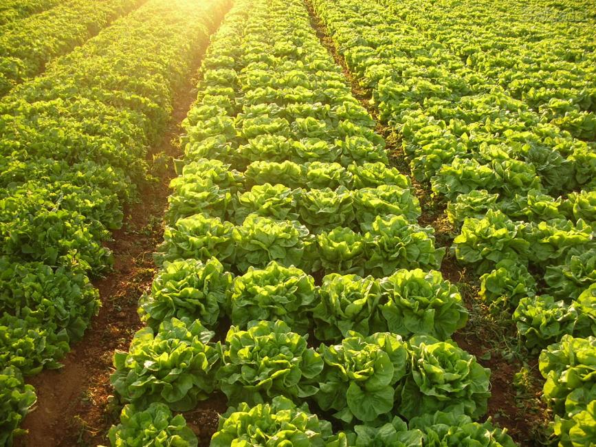 La agroecología plantea propuestas de manejo agrario y desarrollo rural basadas en la sostenibilidad social y ecológica.