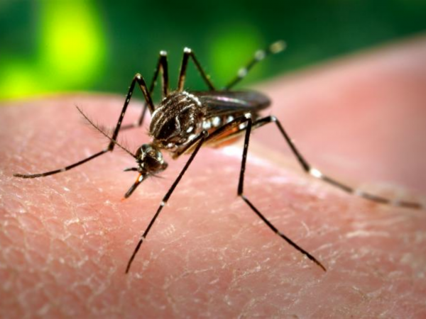 El virus causa síntomas similares a los del dengue y el chikungunya.