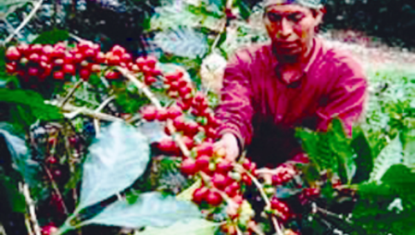 Café en Nicaragua y las políticas de fomento progresistas 