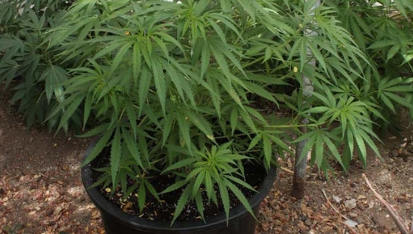 El proyecto implica varios desarrollos frente al decreto del Gobierno que es protocolo para el uso del cannabis con fines paliativos.