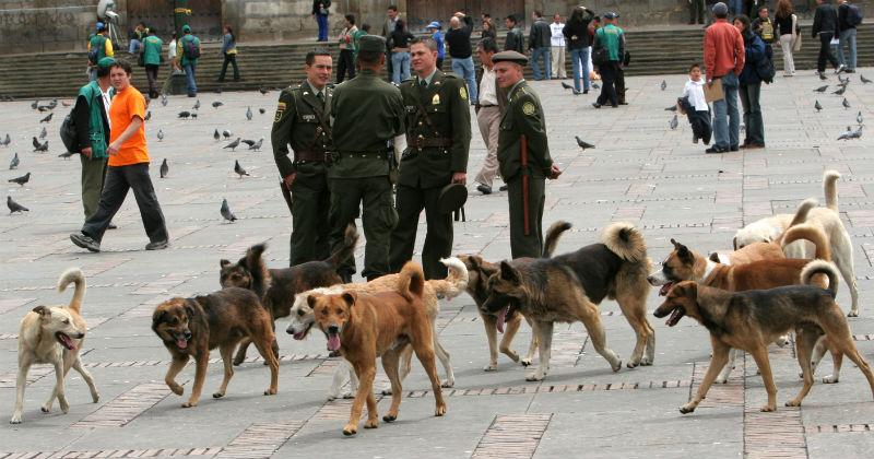 Manadas de perros deambulan por las calles de Bogotá ante la indiferencia de sus habitantes.