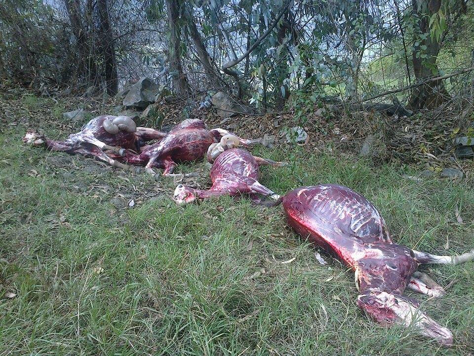 Perú: Abigeos matan burros solo para robar su piel