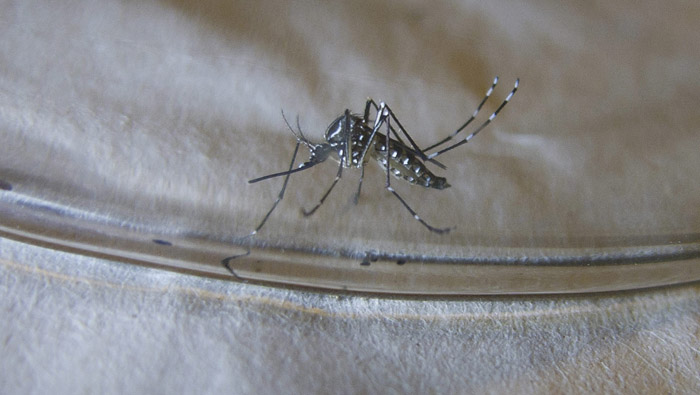 El Zika es transmitido por el Aedes aegypti, el mismo mosquito responsable del dengue y la chikungunya.