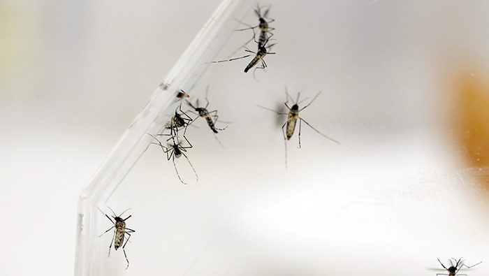 El primer caso de Zika en América Latina se registró en marzo de 2014.