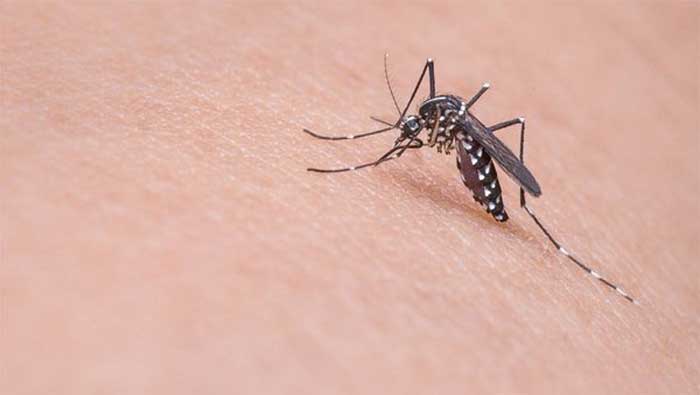 El zika es causado por la picadura del mosquito Aedes aegypti