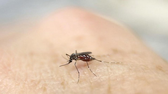 La cepa causante de la epidemia de 1981 tiene gran similitud con la del laboratorio en Nueva Guinea que en 1944 provocó el brote de dengue.