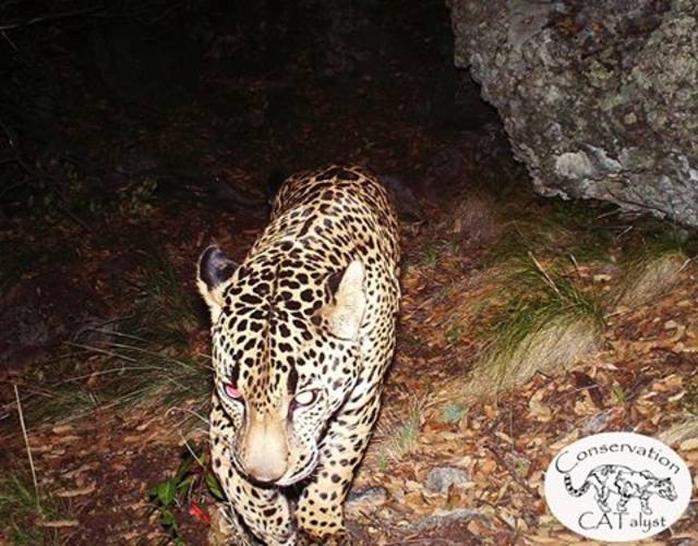 Los jaguares en Estados Unidos desaparecieron hace unos 150 años por la pérdida de su hábitat y programas en contra de los depredadores de ganado.