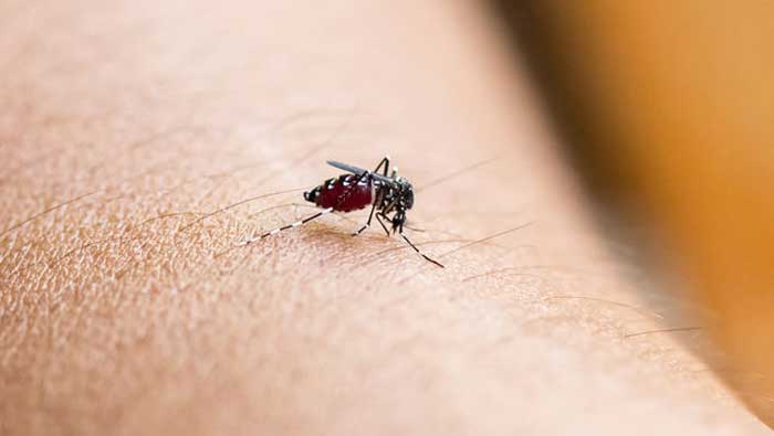 La picada del mosquito Aedes aegypti es causa principal del virus zika