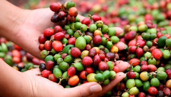 Productores de café chinos buscan crear un producto de mejor calidad