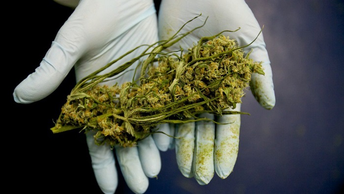 Colombia es una de las principales naciones productoras de marihuana.