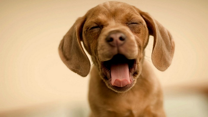 Los perros entienden las emociones humanas porque su cerebro reacciona a los sonidos y tono de voz, de la misma manera que las personas, así lo indica un estudio publicado en la revista Current Biology.