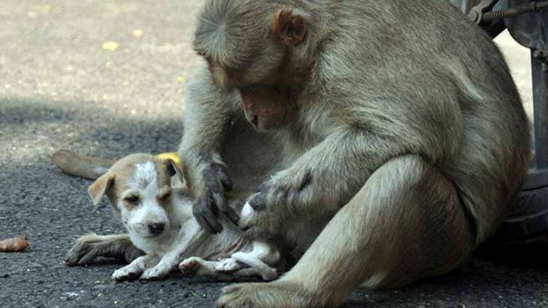 El espíritu protector del mono ha sido admirado por los habitantes de la localidad india.