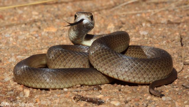 Luego de las lluvias, las serpientes buscan refugio en hogares aledaños a zonas boscosas.