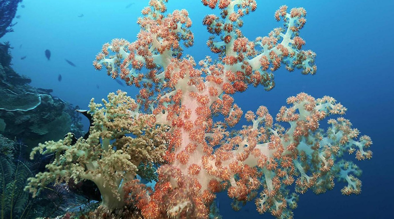 Amanda McKenzie, directora general del Consejo del Clima de Australia, estima que alrededor de la mitad de los corales blanqueados en el sitio que visitaron estaban muertos.