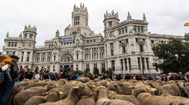 La Fiesta de la Trashumancia se celebra en la capital española desde 1994 con el objetivo de "realzar la actividad ganadera trashumante y su acercamiento a la población urbana de Madrid".