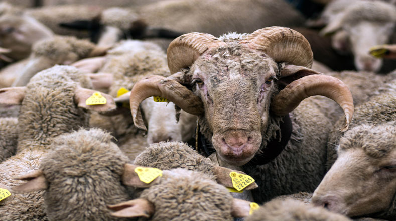 La celebración de la fiesta ovejera fue declarada de "interés provincial" por la Diputación de León.