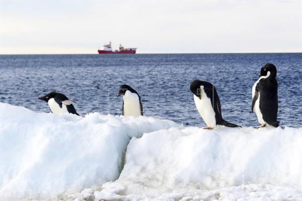 El Mar de Ross es uno de los ecosistemas marinos intactos del mundo