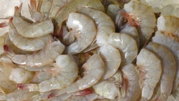 Rusia aumente importación de camarón ecuatoriano