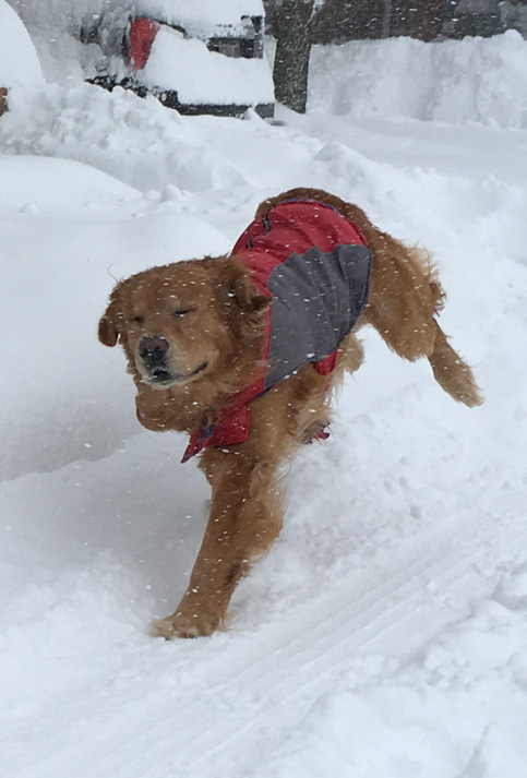 Un perro corre por las calles cubiertas de nieve.
