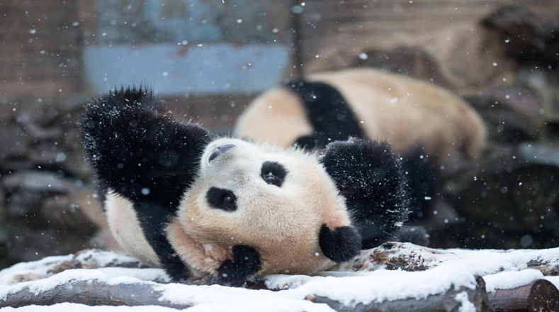 Los animales en zoológicos chinos disfrutan del frío intenso que no se sentía en el país desde hace 30 años. 